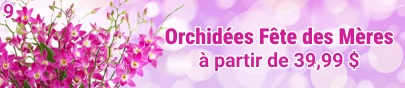 Orchidées pour la fête des Mères